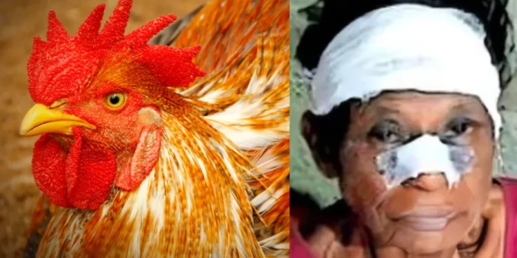 Pooyappally rooster attack news